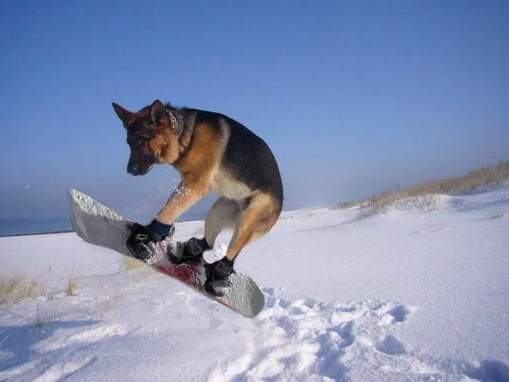 super cool photo of a dog snowboarding